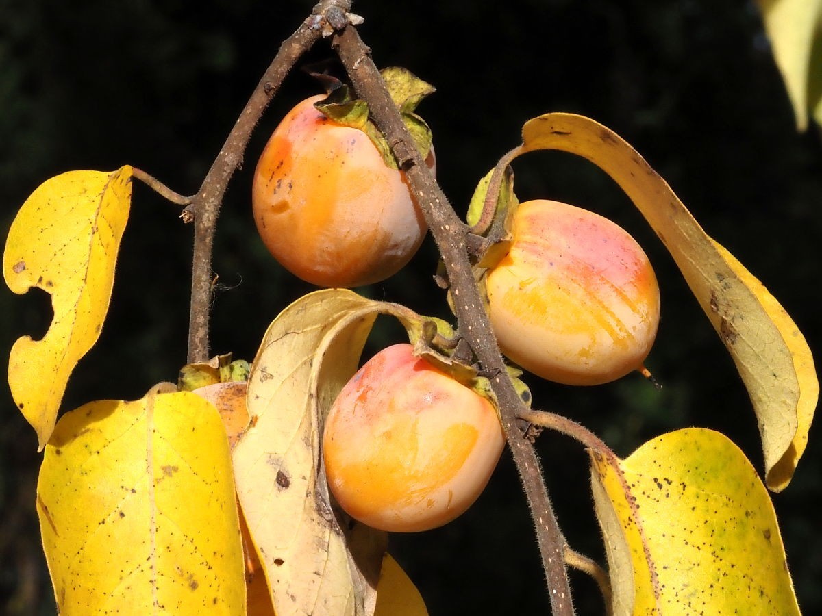 8 Seeds of Persimmon, Diospyros virginiana, American, Common, Eastern sugar plum