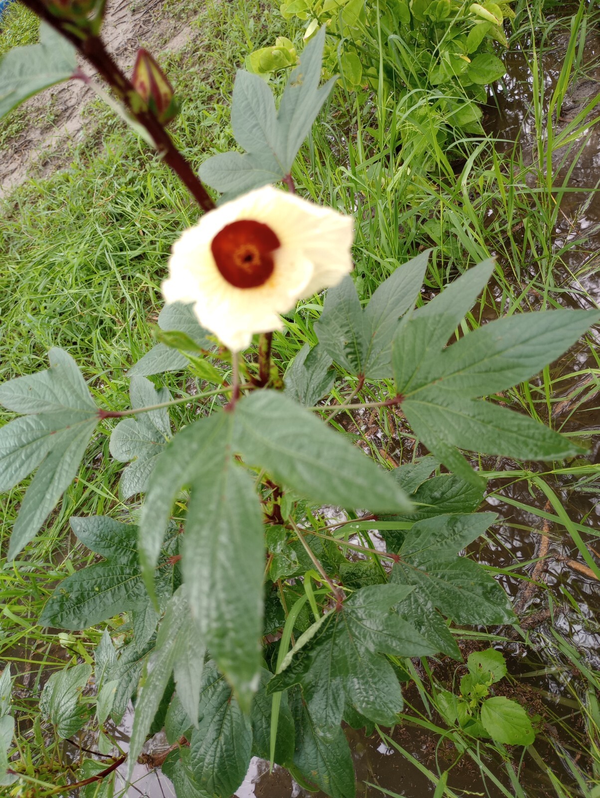 25 Roselle Seeds aka Jamaica, Hibiscus sabdariffa, White flower, Makes Tea