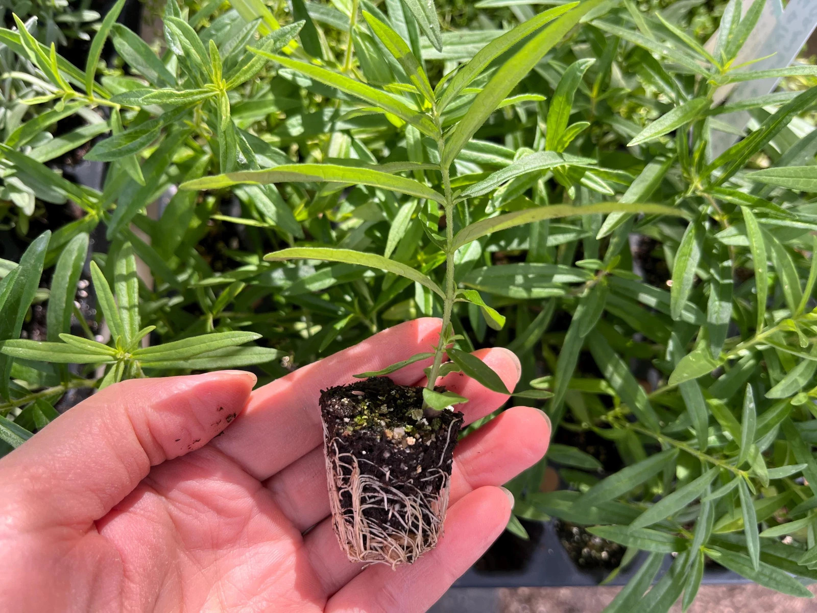 Native Milkweed Starter Plant – Live Monarch Butterfly Host, Ready to Plant