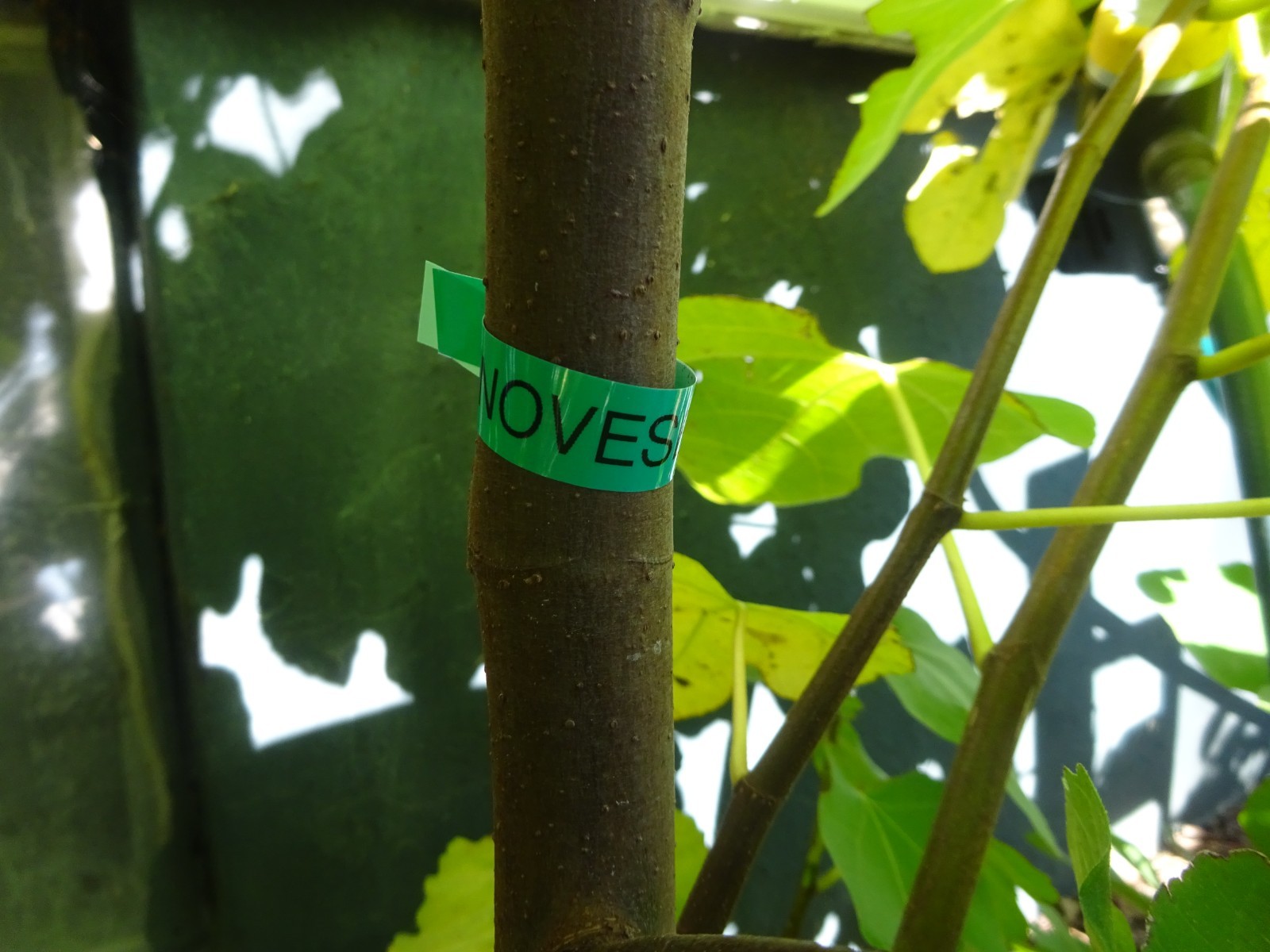 Genovese Nero fig tree 30″ tall, super rooted & ready to pot or put in ground #6
