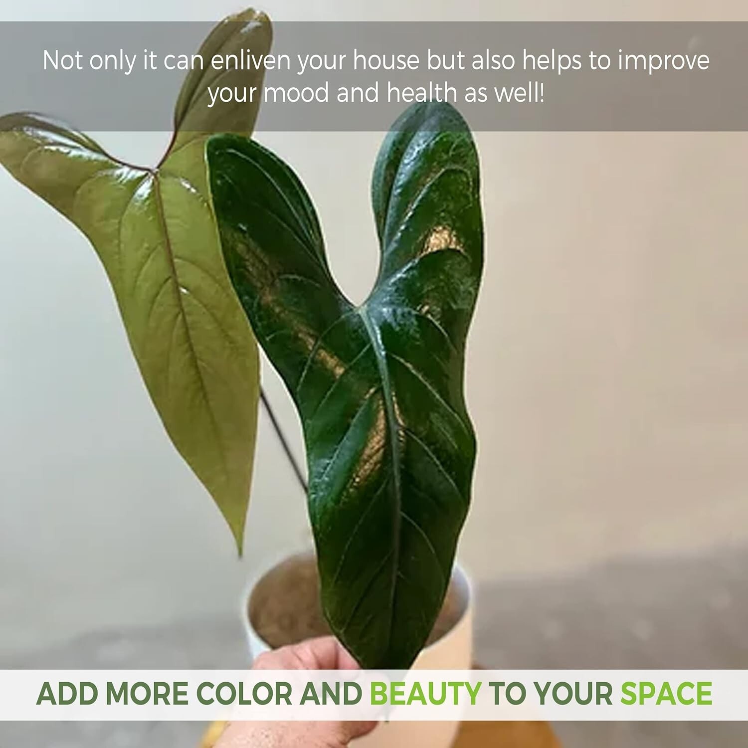 Anthurium SP Napo by LEAL PLANTS ECUADOR Green Live indoor Plants|House Plants
