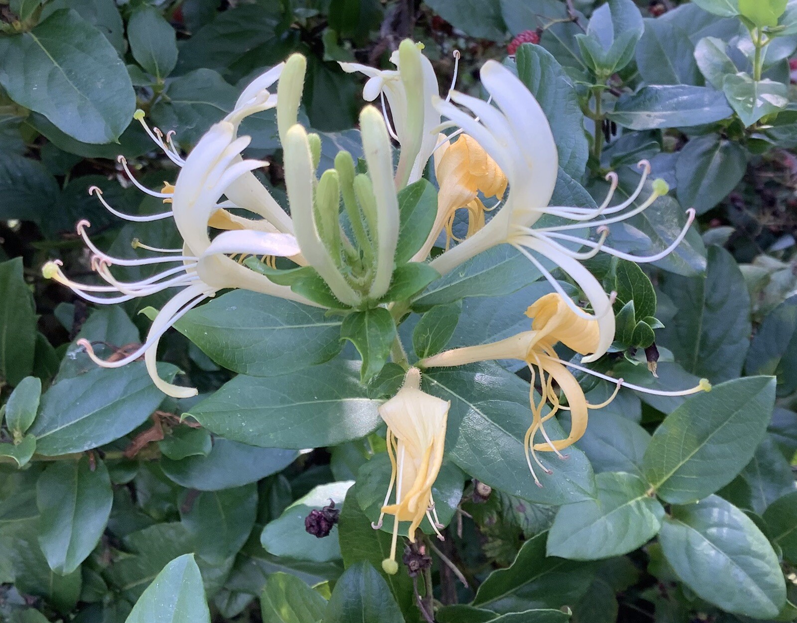 10 LIVE PLANTS HALL’S HONEYSUCKLE VINES WHITE YELLOW FLOWERS (ROOTED)