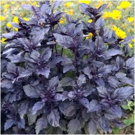Dark Opal Basil Seeds For Planting (Ocimum basilicum)