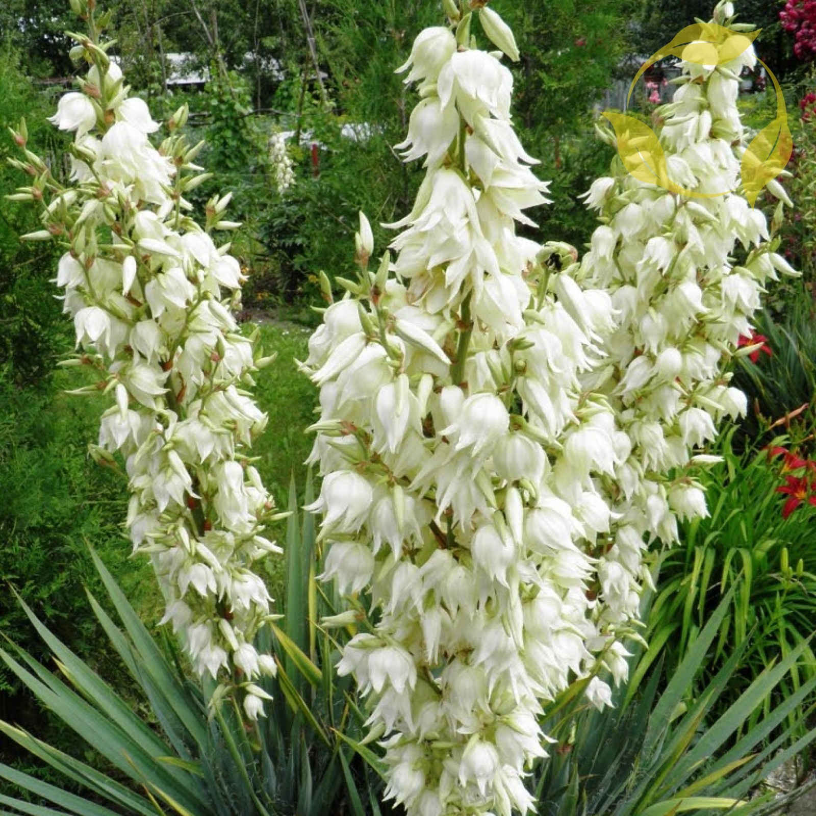 ADAM’S NEEDLE Yucca Filamentosa 10,30 SEEDS