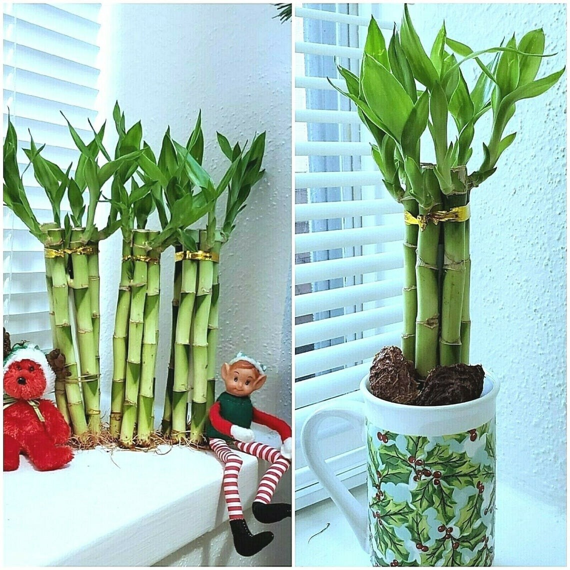 LUCKY BAMBOO 6 stalks 8 inches FREE BUTTERFLY STAKE, Indoor, Perennial, Gift