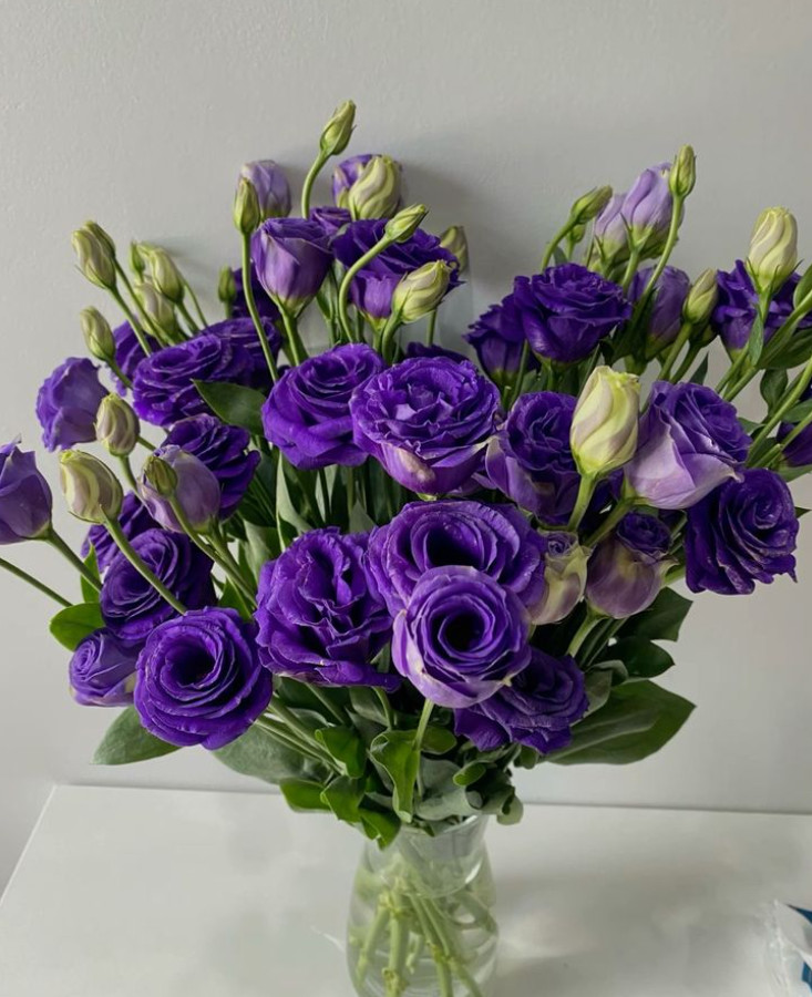 Lisianthus Doublini Blue I Live Plant Plug, 1–3″ Tall, Blue Flowering Lisianthus