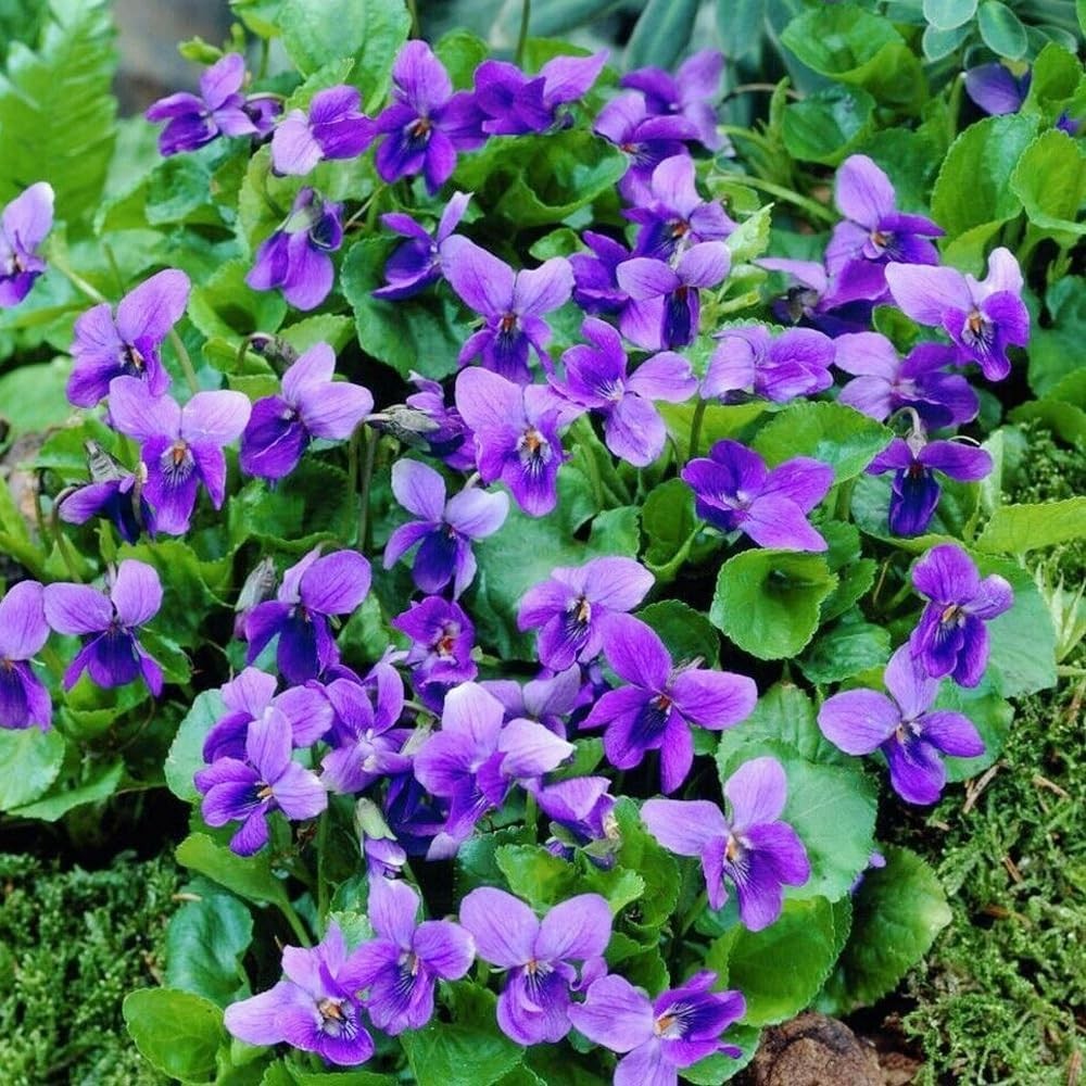 300+ Perennial Sweet Violet Flower Seeds for Planting Outdoors Non-GMO Mixed