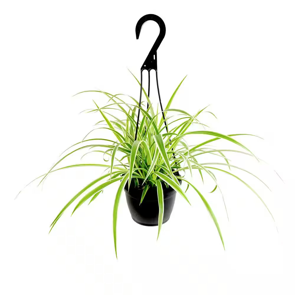 Pet Friendly Spider Plant Hanging Basket (Chlorophytum), Easy Care Trailing Indo