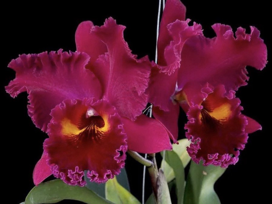 Rlc. Sanyung Ruby ‘DaWang’ – 6” Pot – Nice Plants