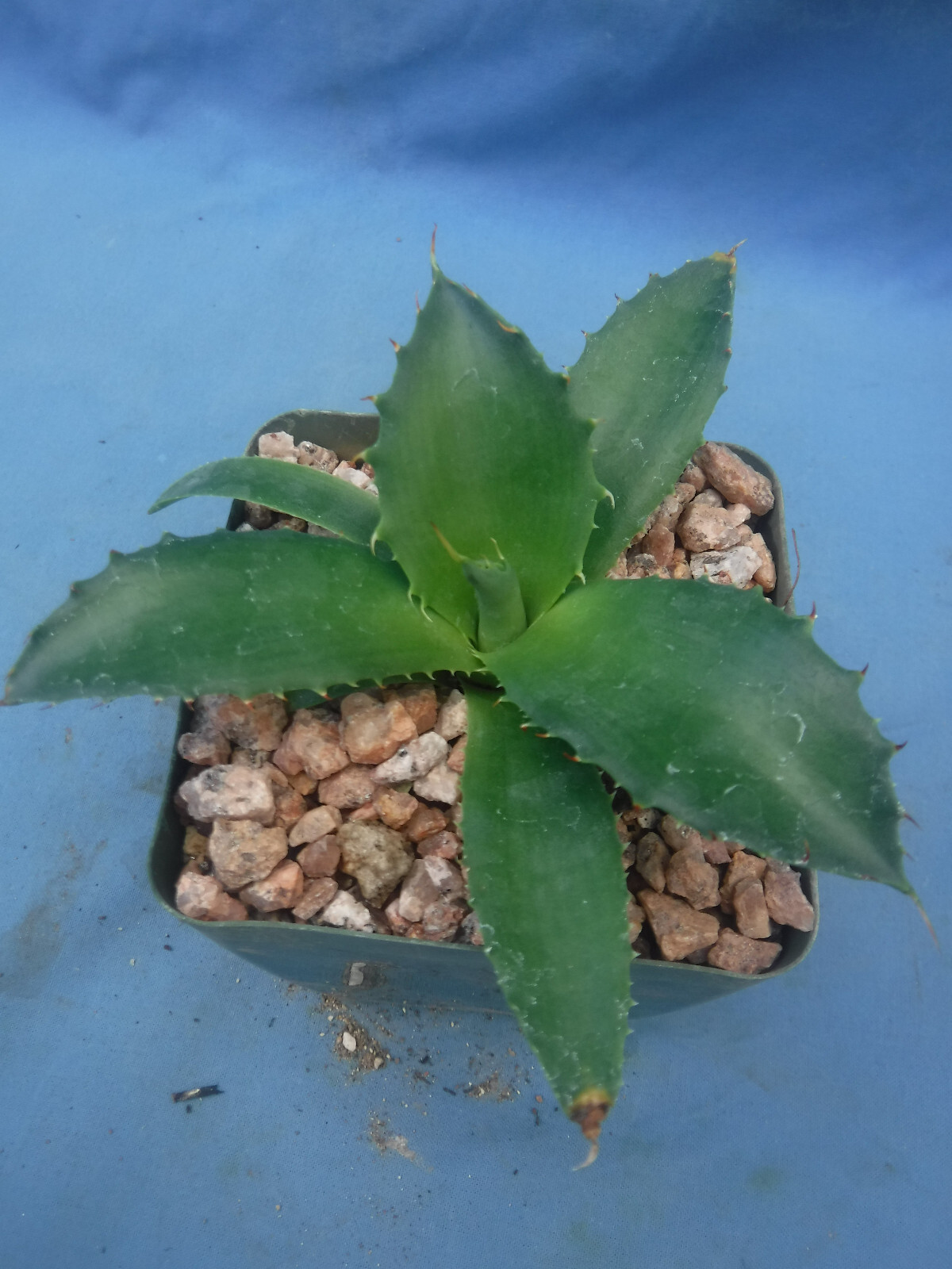 Agave “ShawPot” Starter Plant! HUGE Red Teeth! Incredible Hybrid! RARE! 3″-4″ Wd