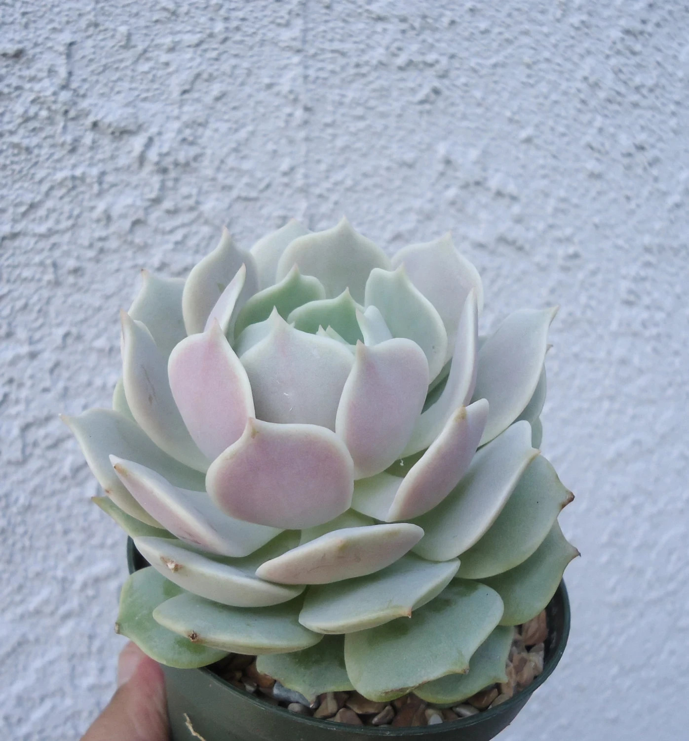 Echeveria Lola Succulents Live Plants, 4″ pots