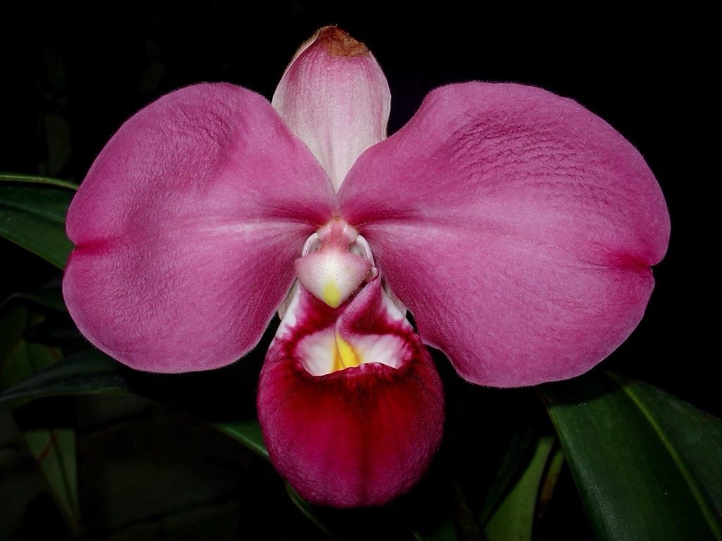 Phragmipedium kovachii Pink Purple NEW IMPORT Orchid species 4” FRESH RePot