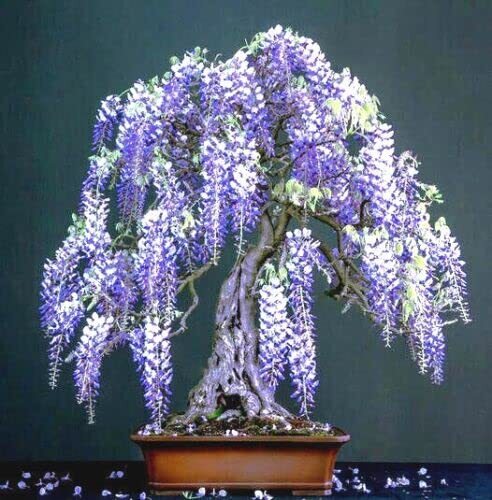 Purple Wisteria Bonsai Tree Seeds, 10 Pack – Highly Prized Flowering Bonsai, Wis