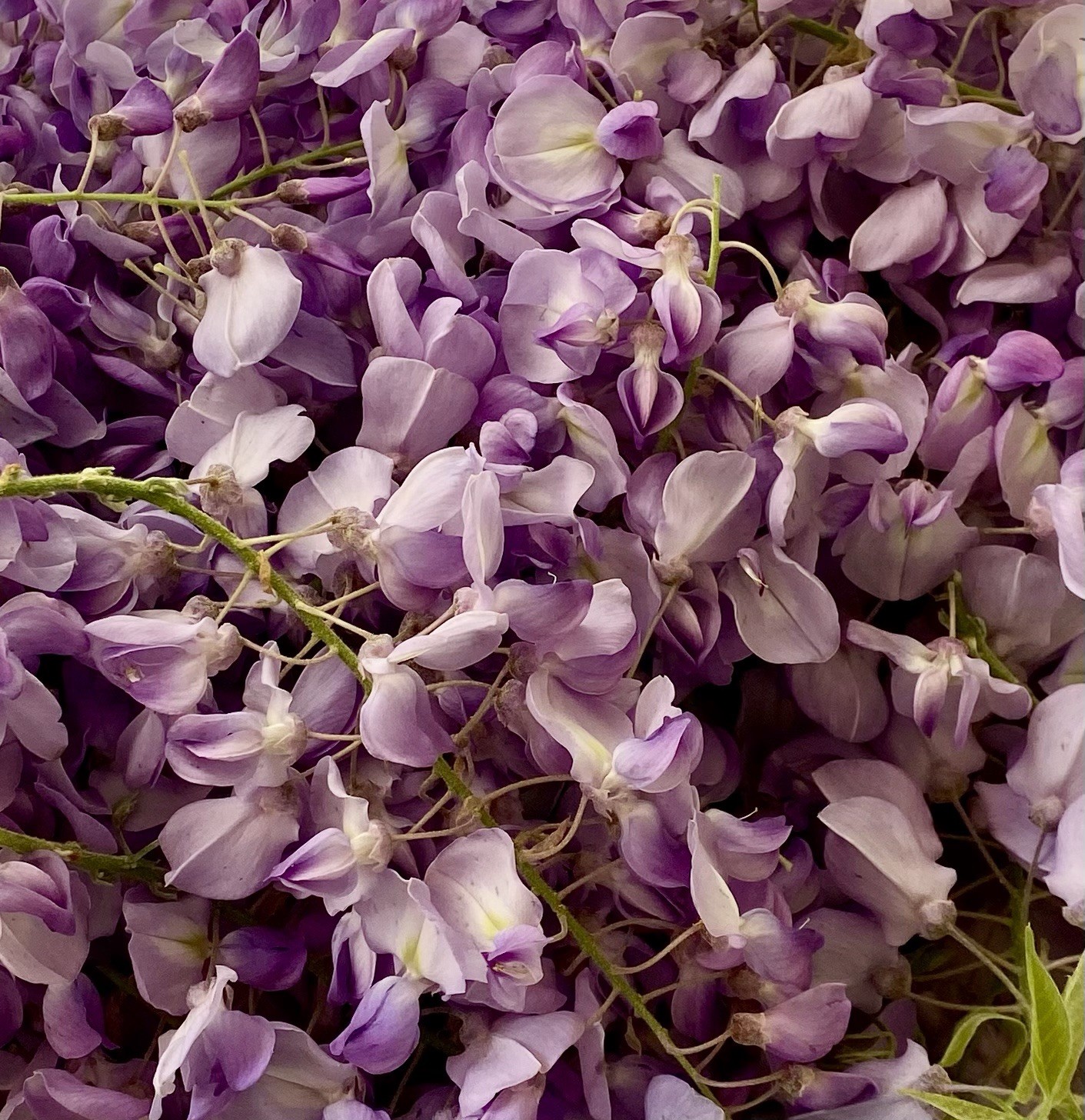 Chinese Wisteria 5 Seeds Perennial Blooming Climbing Vine Purple / Blue Flowers