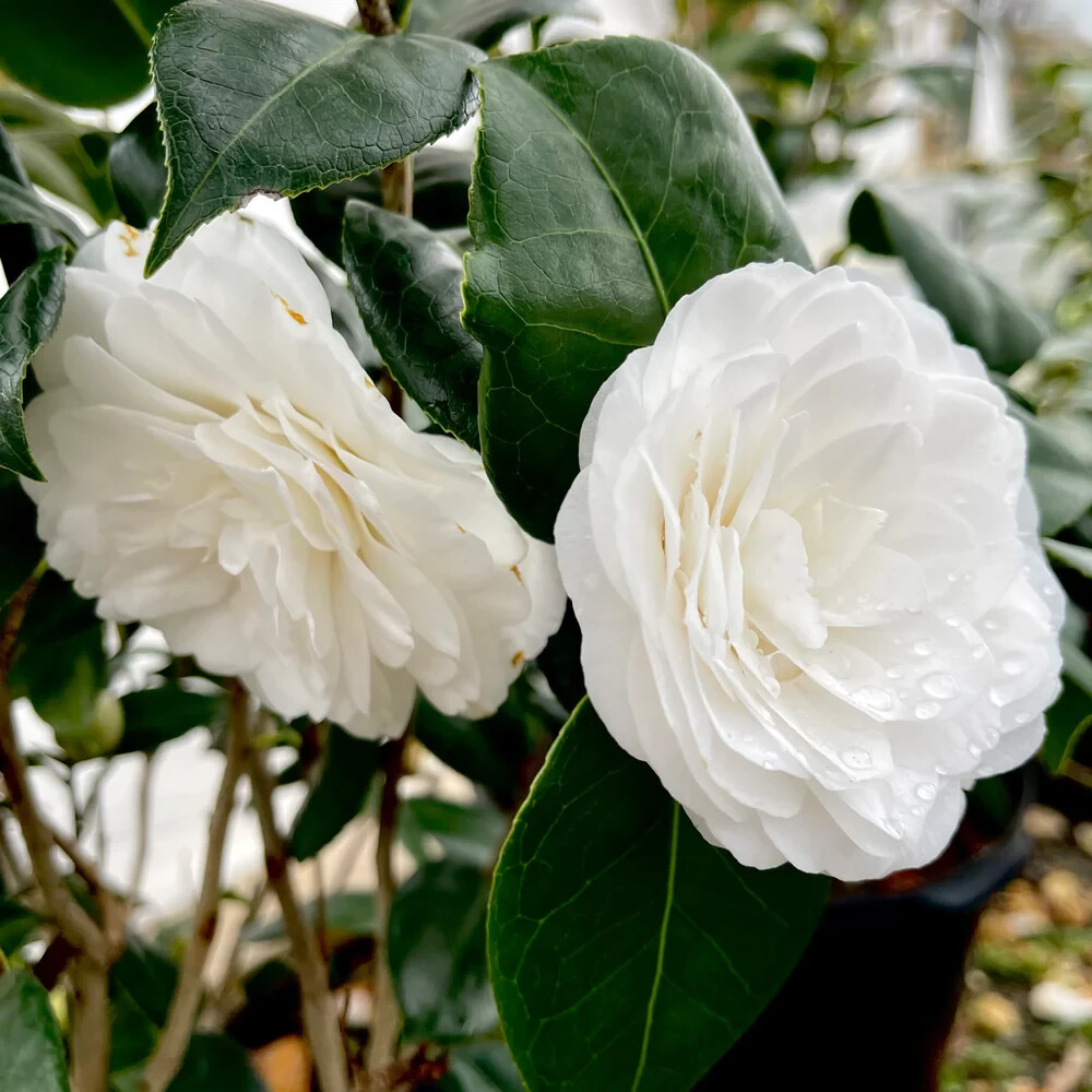 WHITE BY THE GATE~~Unique Bloom**Camellia Japonica-Live Starter Plant