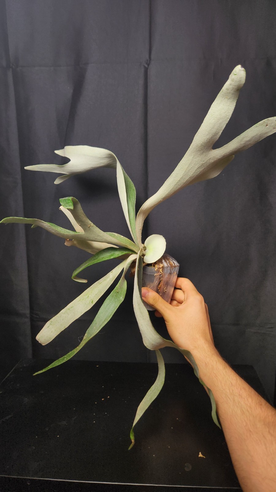 LARGE Platycerium Monkey North Staghorn Fern