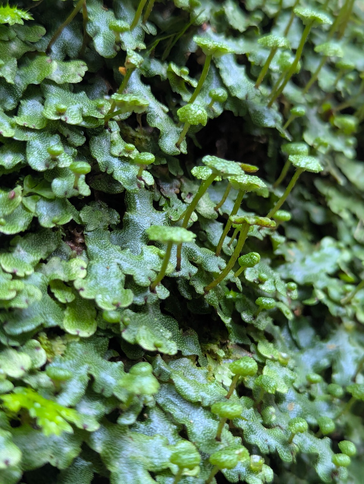 x3 Live Rare Bare Plants : 3″ inch : Marchantia Liverwort rainforest groundcover