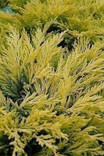Juniper Lime Glow | 2 Inch | Juniperus horizontalis | Hardy Groundcover Plant