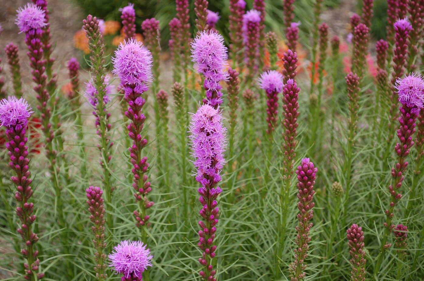 Purple Wildflowers Seed Collection | Grow Your Own Purple Wlidflowers Garden!