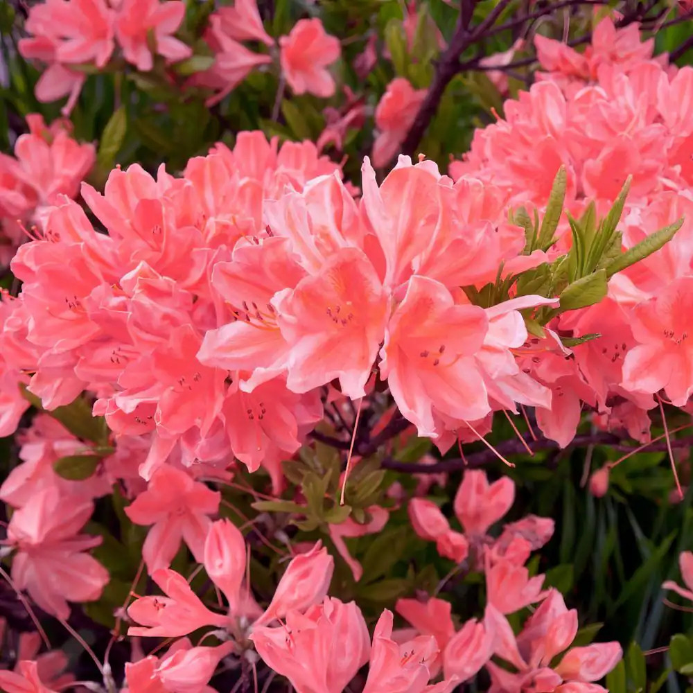 2.5 Quart Azalea ‘Blaauw’S Pink’ Flowering Shrub with Pink Flowers