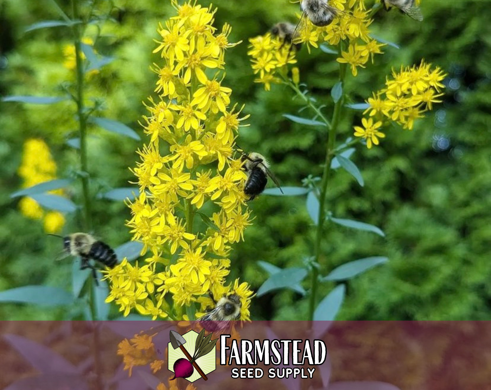 800+ Showy Goldenrod Seeds | Native Perennial Wildflower, Solidago speciosa