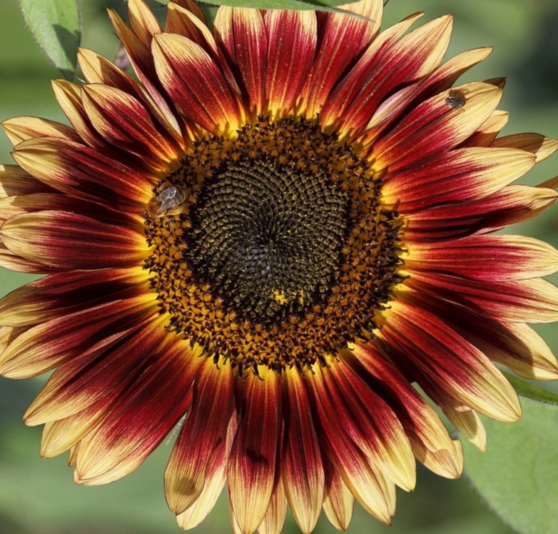 INDIAN BLANKET SUNFLOWER SEEDS 50+ annual FLOWER garden 5-7′ helianthus annuus