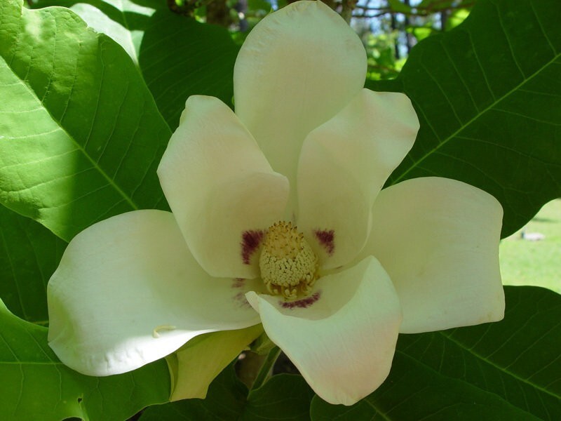 3 Ashe’s Magnolia Tree Seeds