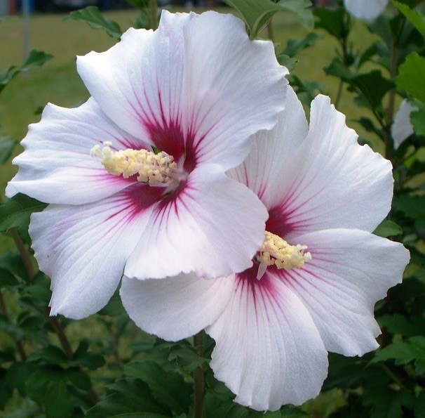 500+ Rose of Sharon (Hibiscus Syriacus) Flower Fresh Seeds . Mixed Colors