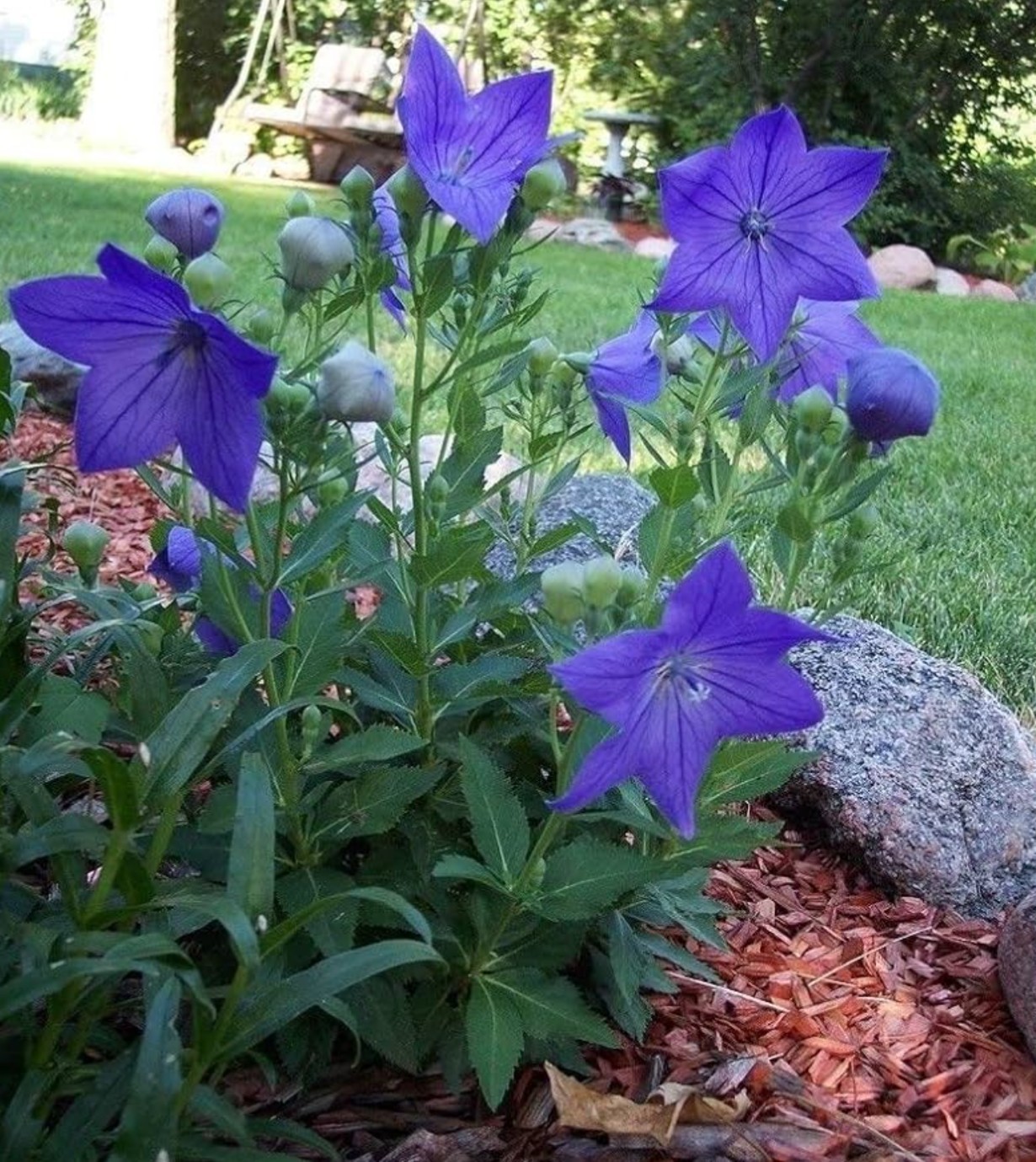 Heirloom Purple Balloon Flower Seeds, 200 Seeds