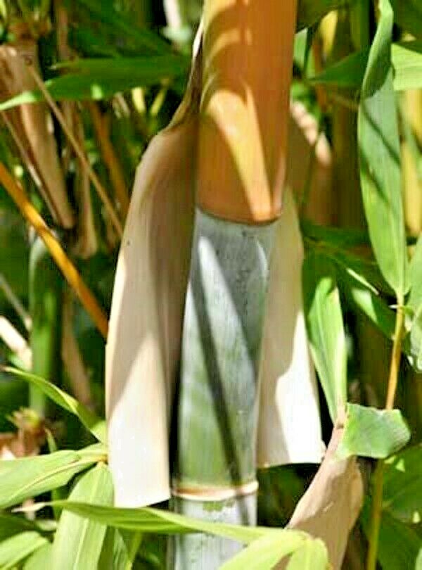 10 OLDHAMS GIANT TIMBER BAMBOO SEEDS – Bambusa Oldamii