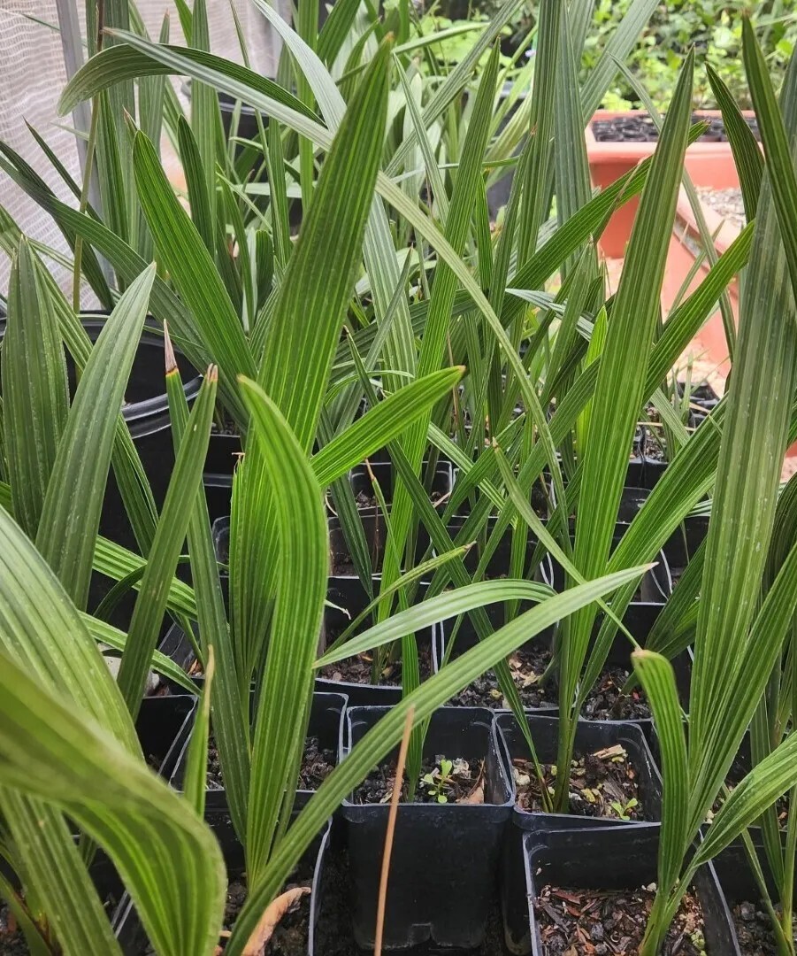18+” 3+ Yr Old, 1 Medjool Date Palm, Phoenix Dactylifera Sapling In 3.5″ Pot