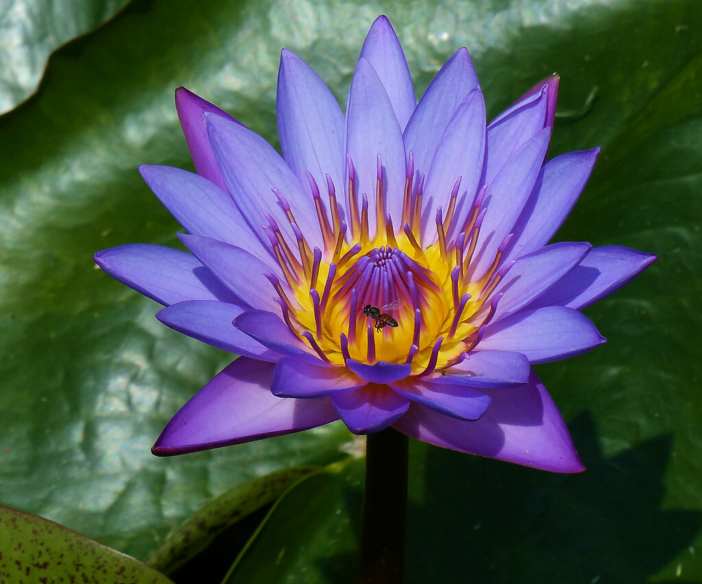 Nymphaea Nouchali 15 Seeds, Fragrant Blue Water Lily, Aquatic Star Lotus, USA