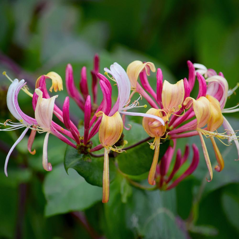 ~~PEACHES & CREAM~~Lonicera periclymenum Honeysuckle Vine~Rooted Starter Plant ~