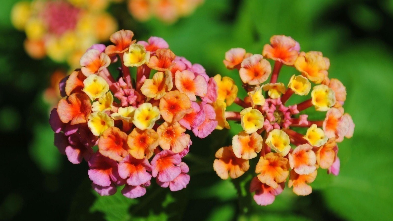 Lantana Confetti | Live Plants | Lantana Camara | Colorful Garden Shrub |…