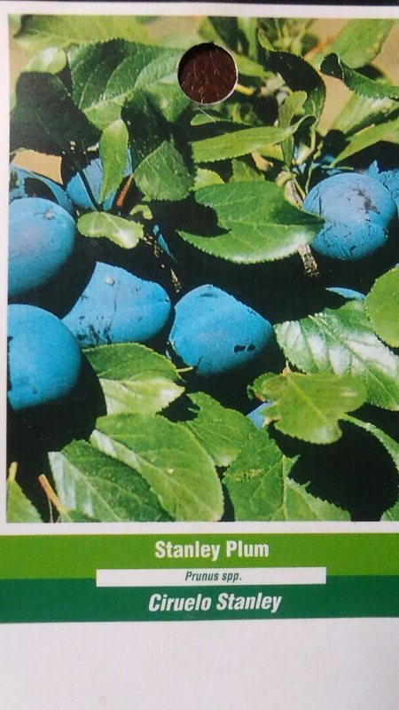 4′-6′ STANLEY PLUM Fruit Tree Plant New Healthy Plums Trees Home Garden Plants