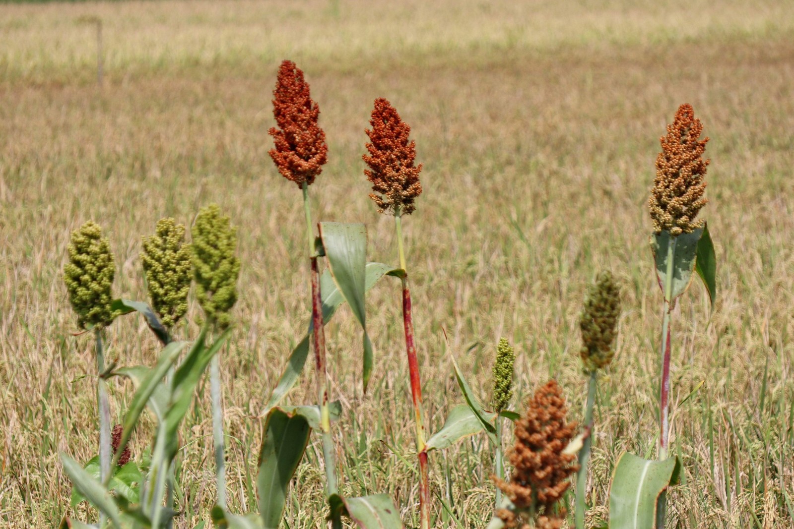 50 BROOMCORN / COLORED UPRIGHTS SORGHUM BICOLOR RED Seeds *Flat S/H