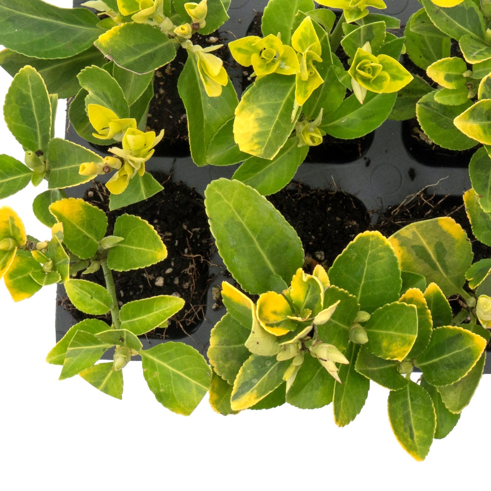 Golden Euonymus, Live Plants in 2.5″ Nursery Cubes, Japonica ‘Aureo-Marginatus’