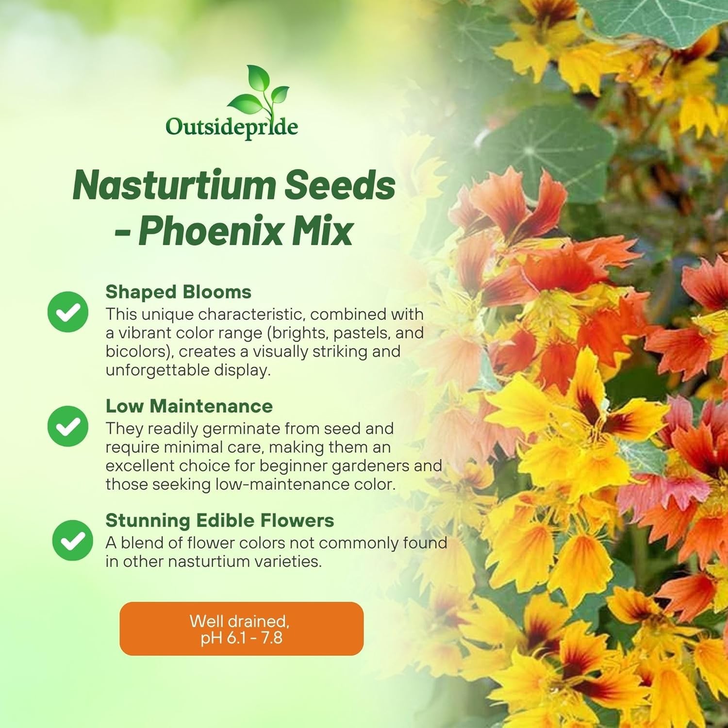 50 Seeds Nasturtium Tropaeolum Majus Phoenix Vine Seed Flower Mix