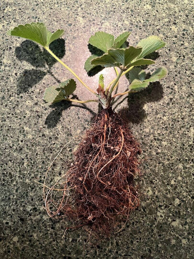 1 PINEBERRY PLANTS 6″ LARGE ROOTS Always Organic Soil And Organic Amendments!!