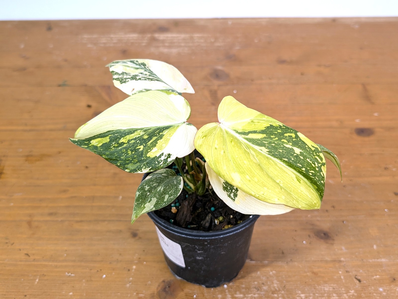 Philodendron Gloriosum Variegated (Type 2) – EXACT Plant #20E