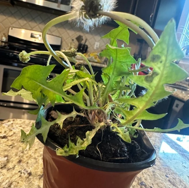 Dandelion Live Plant 3-6 Inch Tall in 4 Inch Pot – Live Dandelion Plants