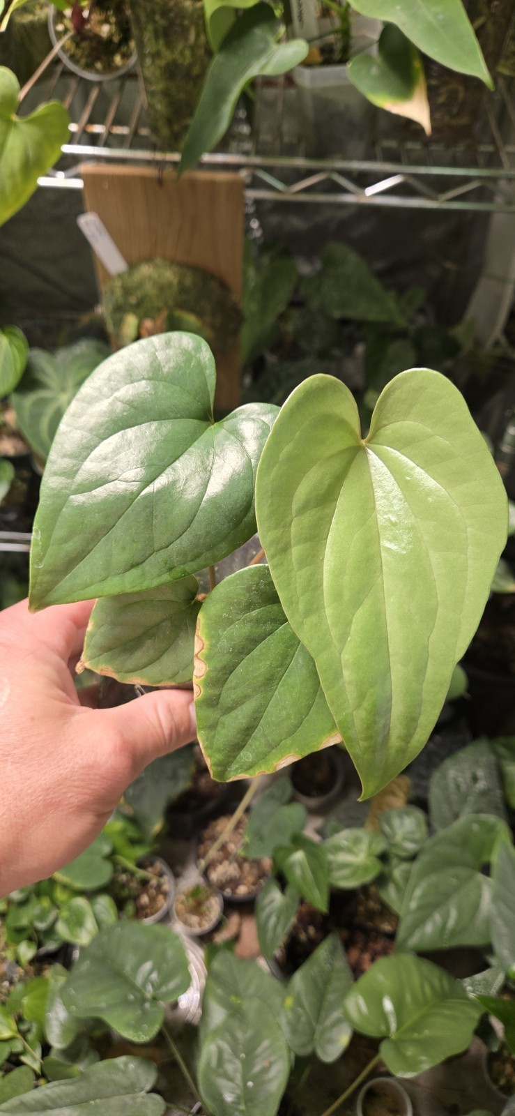 Anthurium yetlense Un-numbered Wild Clone