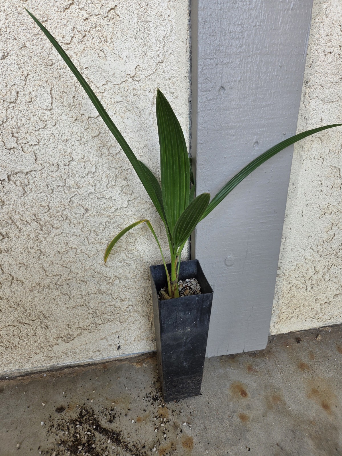 Brahea edulis Guadalupe Fan Palm Seedlings 4-5 Leaves 3 Live Plants