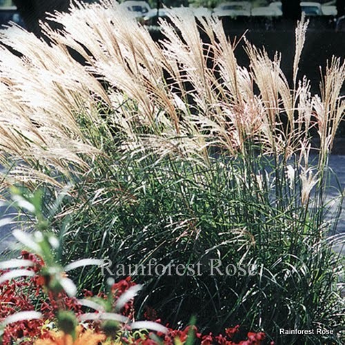 Miscanthus sinensis Adagio 38 plants ornamental grasses wholesale Zone 6-10