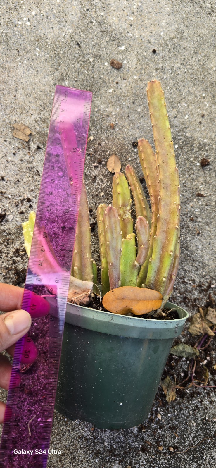 Black Bell Stapella Plant Well Rooted In 5 Inches Nursery Po