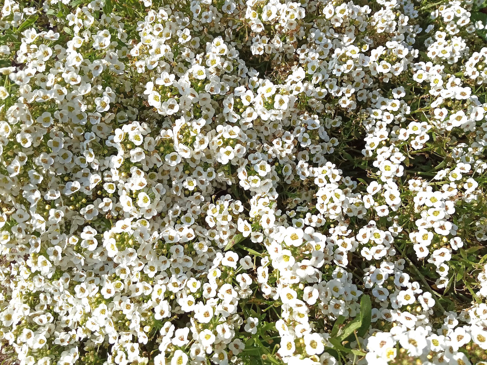 Carpet of Snow Sweet Alyssum Seeds | Mat Forming Annual White Flower Seed 2025