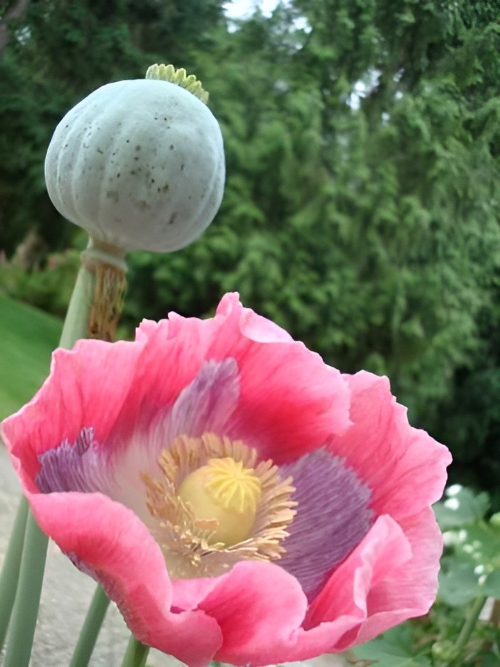 1,000 Qis Bowling Ball Poppy Seeds – The Largest P. Somniferum Poppy Fresh Seeds