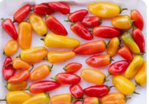 Mini Bell Pepper Seeds Red Orange Yellow Mixed Color , Cold Hardy, 25 Seeds