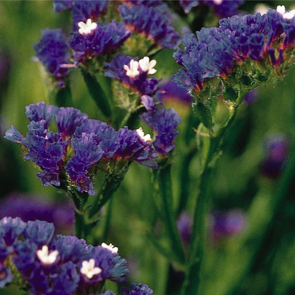 1000+ Mix Statice Pastel Seeds for Planting Outdoors-Annual Limonium Sinuatum Be