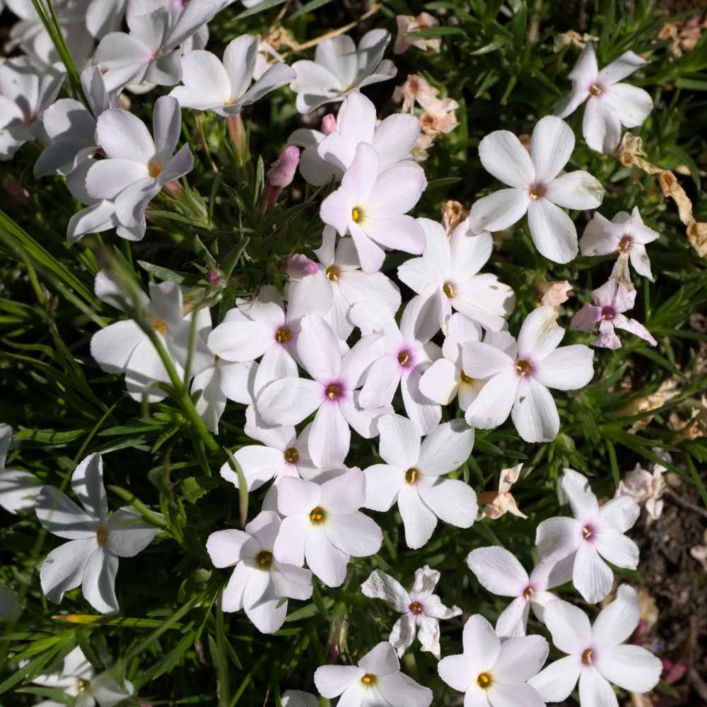 5000 Seeds White Mountain Phlox Seed For Planting – Phlox Wildflower Seeds